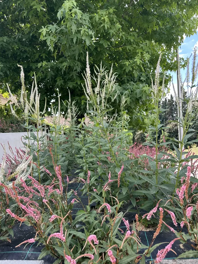 Beplanting en groenbeheer voor bedrijven